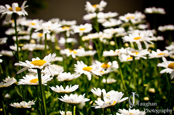 http://jgaughanphotography.com