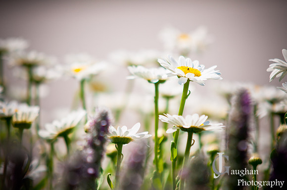 http://jgaughanphotography.com