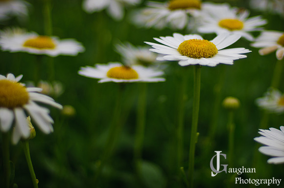http://jgaughanphotography.com