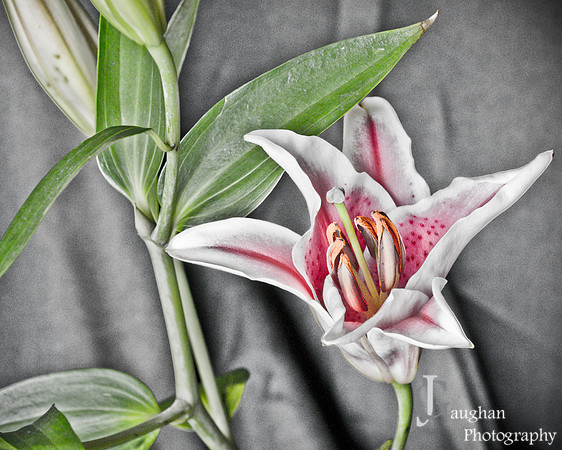 Flower-1-2