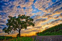 July Tree-1