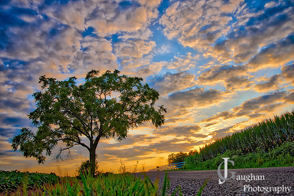 July Tree-1